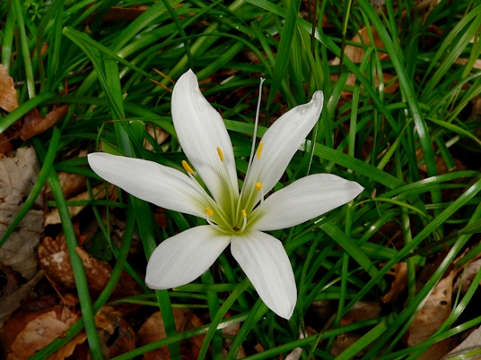 {Zephyranthes atamasco}
